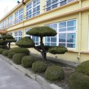 백수서초등학교 이미지