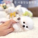 해피애견타운강아지분양서울본점 말티푸 미니비숑프리제 포메 | 고양이 입양 어디서할까? 해피애견타운 서울잠실송파점 강아지분양 말티푸미니비숑포메 / 가는길 위치 정보