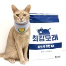 유향 | 먼지없는모래 찾는다면? “최강모래 유향” 고양이모래추천 후기