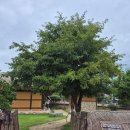 정지용 동상 | 옥천 9경 옥천 구읍 - 향수의 고장 정지용 생가 정지용 문학관 지용제