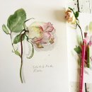 보태니컬 일러스트 이미지