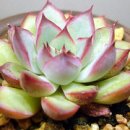 에케베리아속 다육식물 도감 이미지