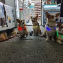 해밀예당1로 이미지