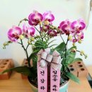 꽃난화 이미지
