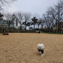 드린겐 애견테마파크 이미지