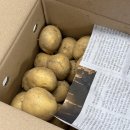 밀양농산 | 진가농산 햇감자, 포슬포슬감자로 고소한 버터감자구이 감자요리