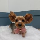 펫피파니 이미지