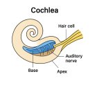 주식회사 한소리보청기청각언어센터 | 🔊 &#34;귀가 아닌 뇌가 소리를 듣는다&#34; – 난청과 청각피질의 비밀