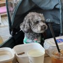 그린그라스 | 의왕 애견동반맛집_의왕 애견동반 파스타 맛집 그린그라스 내돈내산 후기