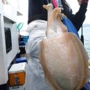 ☞ 여수 뉴패밀리호 선단 1,2호 16석 왕갈치, 여수 대교낚시 16석 승선 갈치낚시 출조. 이미지