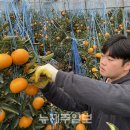 다진농장 이미지