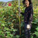 기쁨을 키우는 가족 원예생활 | 집 마당에 심기 좋은 엄나무 묘목 60cm에서 80cm 사이즈 세종원예농원 산지직송 후기