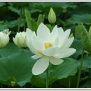 천년의사랑 이미지