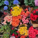 나무향기 이미지