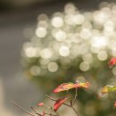산딸낭 이미지