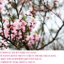 북일면사무소 | [강진] 주작산(429.5m), 덕룡봉 산행후기---2024년 4월 2일(화)
