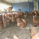 지금평사농장 이미지