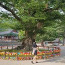 [가족여행]부안 돌개마실캠핑장 후기