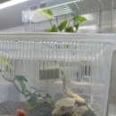 크레아트 | 🦎 대구 파충류샵 ‘크레아트’ 방문 후기