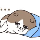 개밥주는고양이 이미지