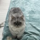 고양이호텔 외갓집 이미지