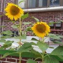 수원-0068 이미지