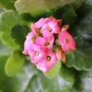 천일토굴새우젓 이미지