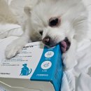 인트라젠 | 🦴슬개골 탈구 강아지 관절 관리 영양제 인트라젠 조인트파워 (눈물 + 관절+유산균 한번에 잡는 신상품)