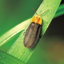 반딧불이 이미지