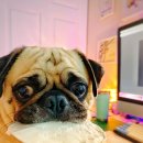 하이펫동물병원 | 2025년 반려견 보험 비교 및 가입 후기｜펫보험 가입 전 반드시 확인할 것