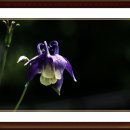 꽃의나라 이미지