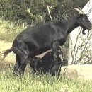 야산염소 이미지