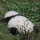 도리김밥 이미지