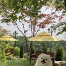 퍼피힐(PUPPY HILL) 이미지