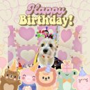 두즈파크 | 강아지 유치원 답례품 후기 | 입양 1주년, 강아지 생일파티, 강아지 간식🎁