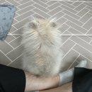 김해애견호텔 강아지유치원 맘바이 김해점 | 콩알이 잘 있어요[김해애견호텔_맘바이김해점]