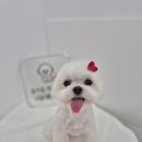 거창하개 이미지