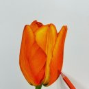 기초 보태니컬아트 기법 이미지