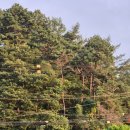 바른 애견 | 용인 애견 동반 한적한 야외 고기 맛집, 바른 고기 방문 후기