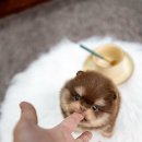 일산 강아지분양 스마트독 이미지