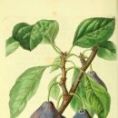 보테니컬 아트 이미지