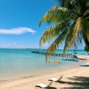 타히티 카카오 검색결과