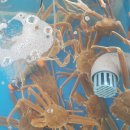 구룡포대게 이미지