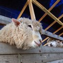 영덕목장 이미지