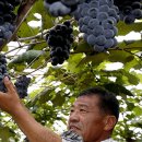 영농조합법인 김포축산 이미지