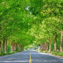 단풍만 있는 줄 알았죠?&#34; 5월 절정 맞은 초록길 드라이브 코스 추천 이미지