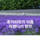 7월17일(월)-21일(금)일본 홋카이도 라벤다&amp;대설산 이미지