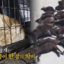 들개의 습격으로 염소 52마리가 폐사되었다는데... "들개" 부산 도심 한복판 '공포' 이미지