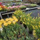 힐링 꽃과 식물 세밀화 | 화훼단지 꽃 보며 힐링하고 온 후기