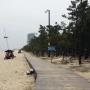 해송과 바다 이미지